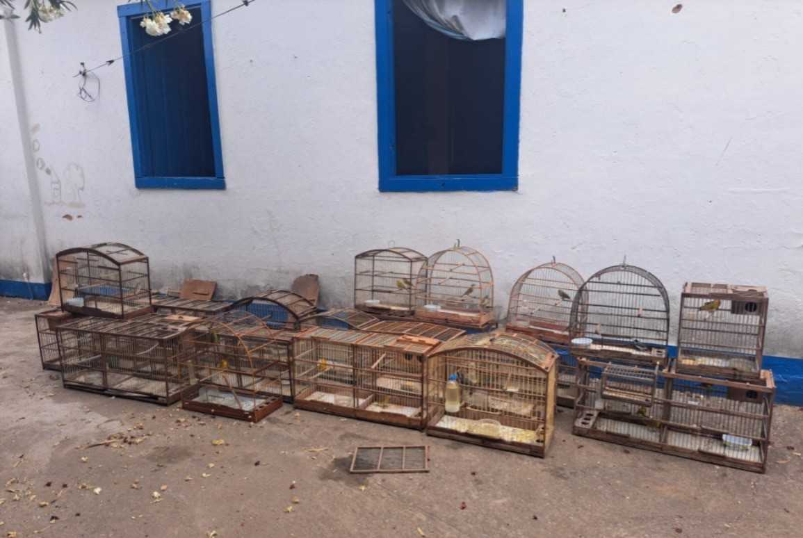 Fique por dentro das últimas notícias e acontecimentos em Flagrante em Salinas: Criação Ilegal de 58 Pássaros Silvestres Gera Multa de R$ 69 Mil no Portal