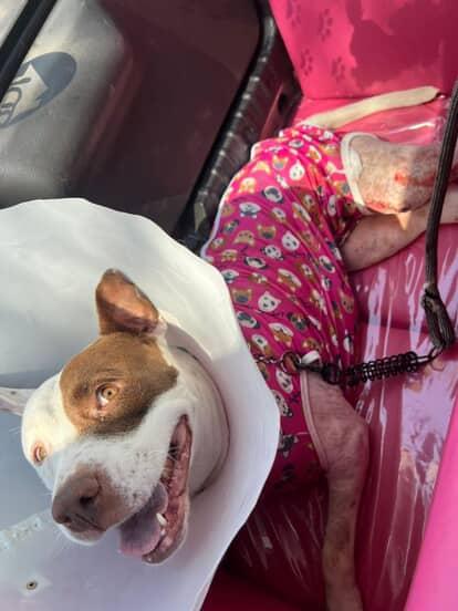 Fique por dentro das últimas notícias e acontecimentos em Cadela Athena Luta Pela Vida e Precisa de Doação de Sangue Urgente no Portal Minas. Veja os termos