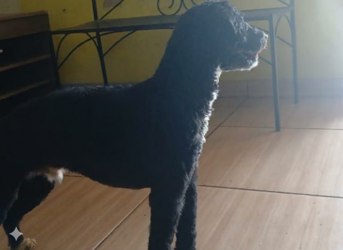 Fique por dentro das últimas notícias e acontecimentos em Polícia investiga furto de cachorro de idoso em Santana do Paraíso no Portal Minas. Veja os termos