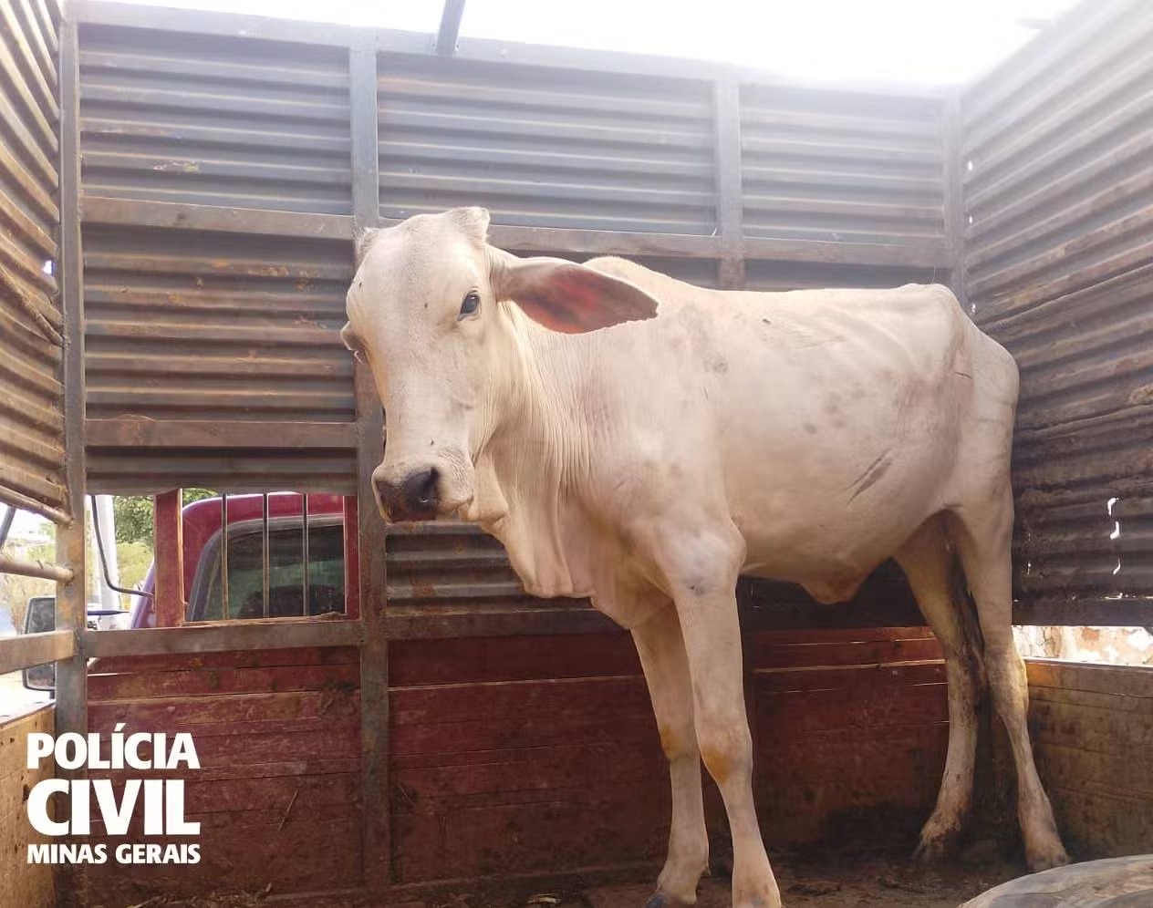 Fique por dentro das últimas notícias e acontecimentos em Investigação da Polícia Civil Desarticula Furto de Gado em São Francisco no Norte de Minas no Po